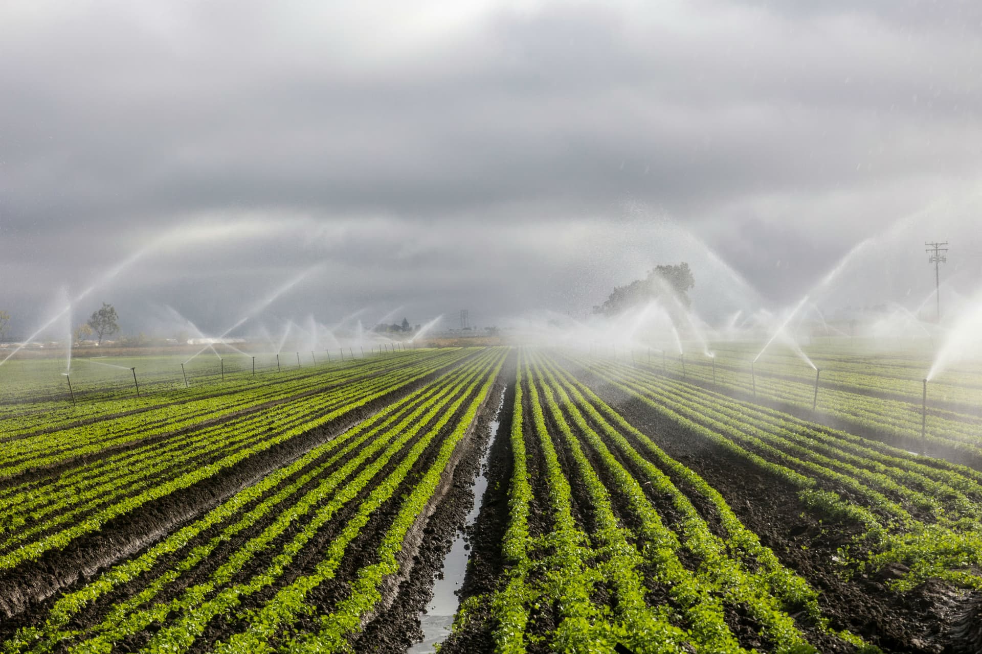 Agricultural landscape with crops