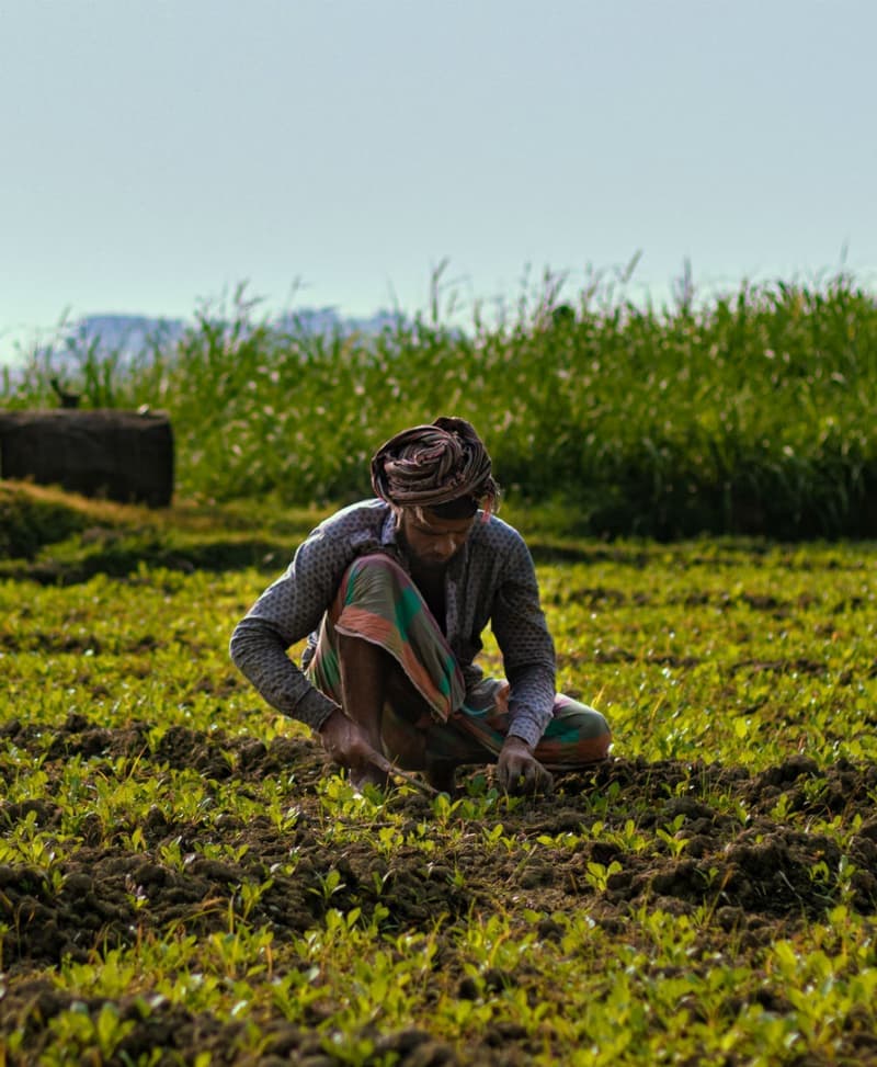 Farm landscape
