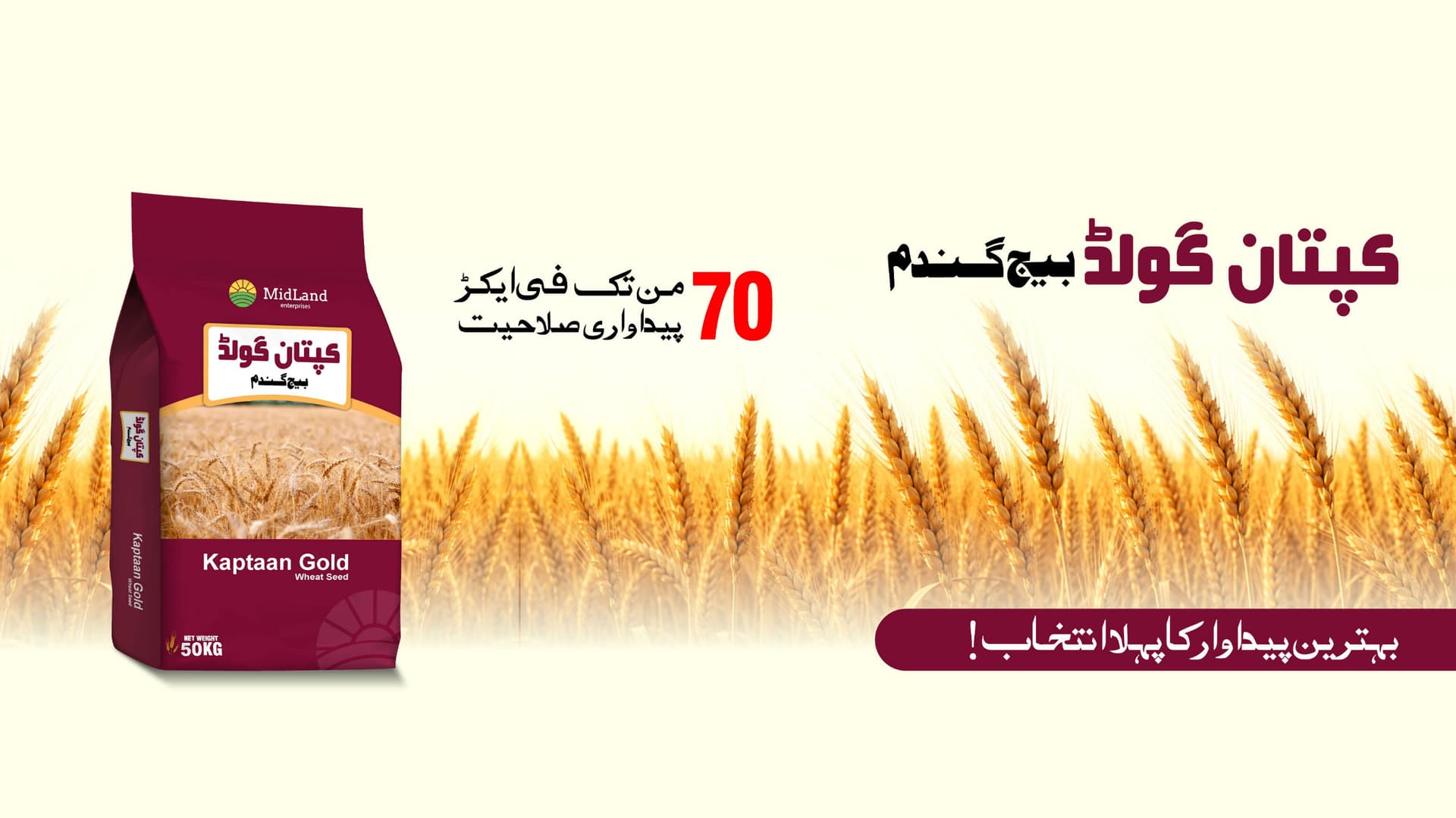 Kaptaan Gold Seed