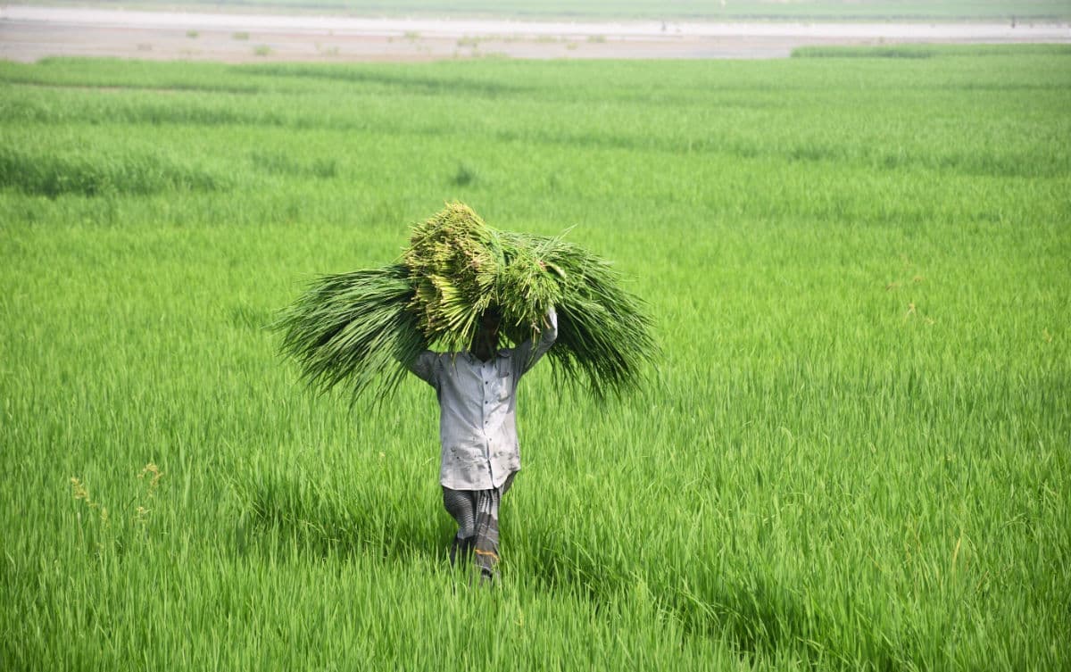 Farmer inspecting crops in field