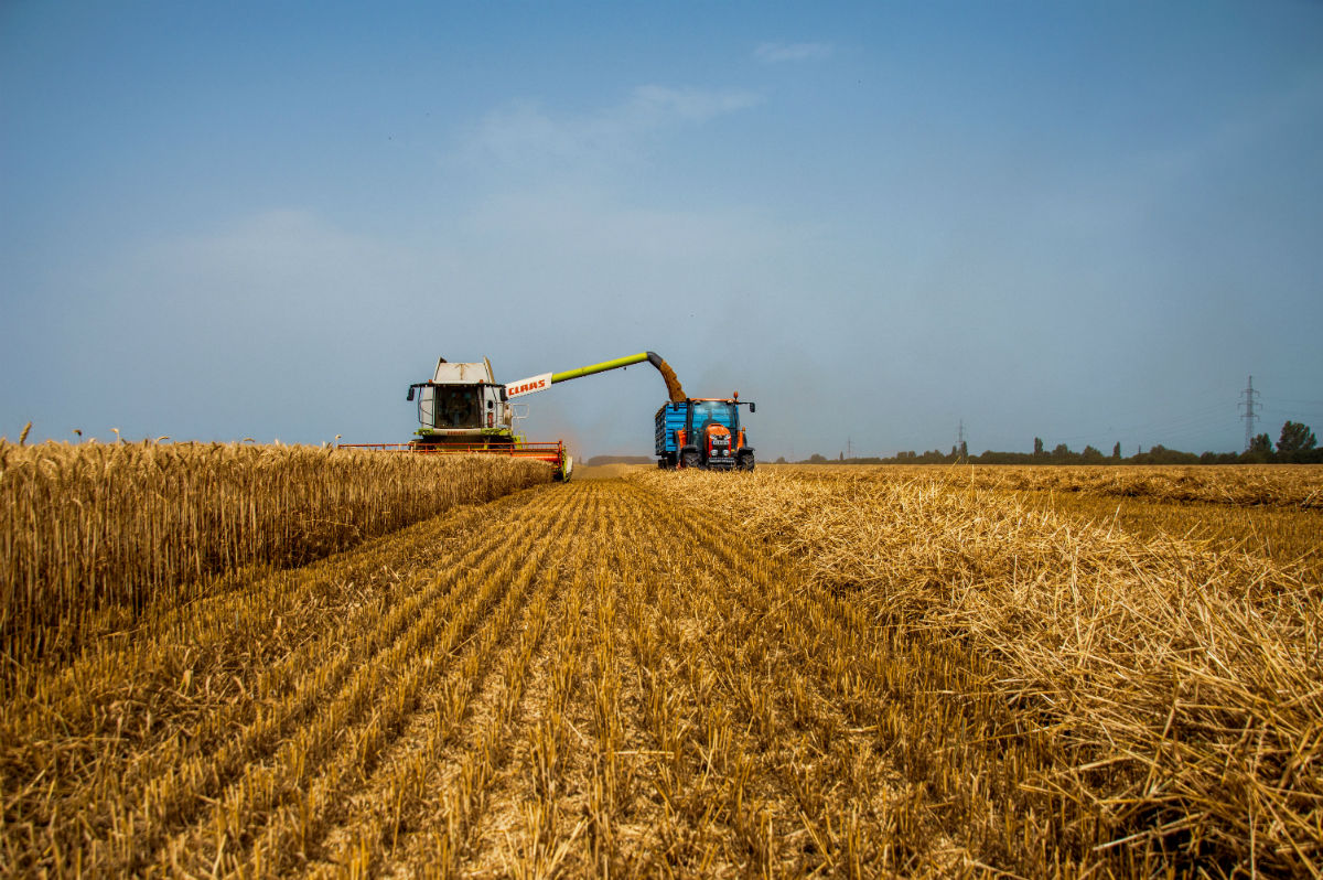 Farmer walking through field