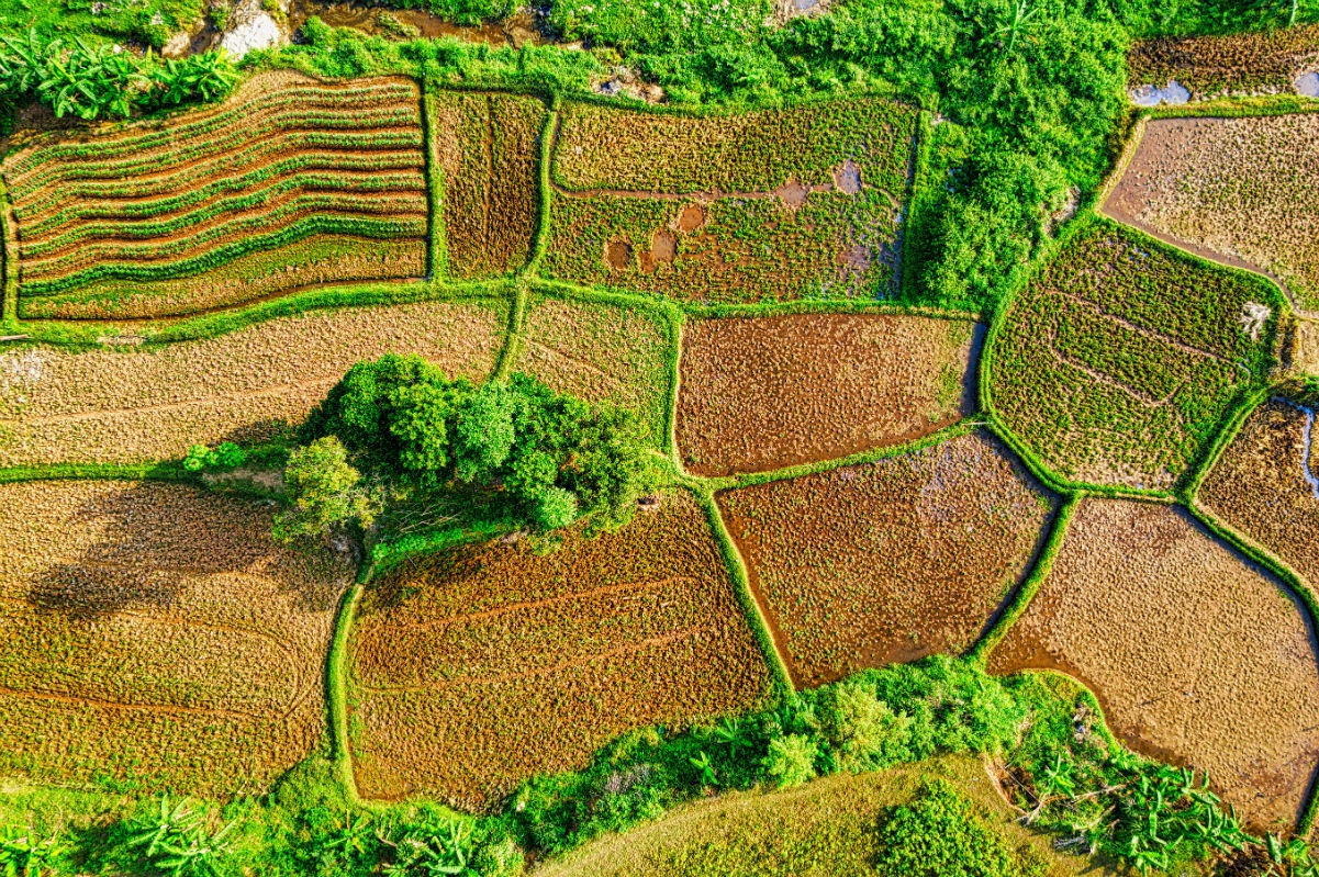 Agricultural landscape with crops