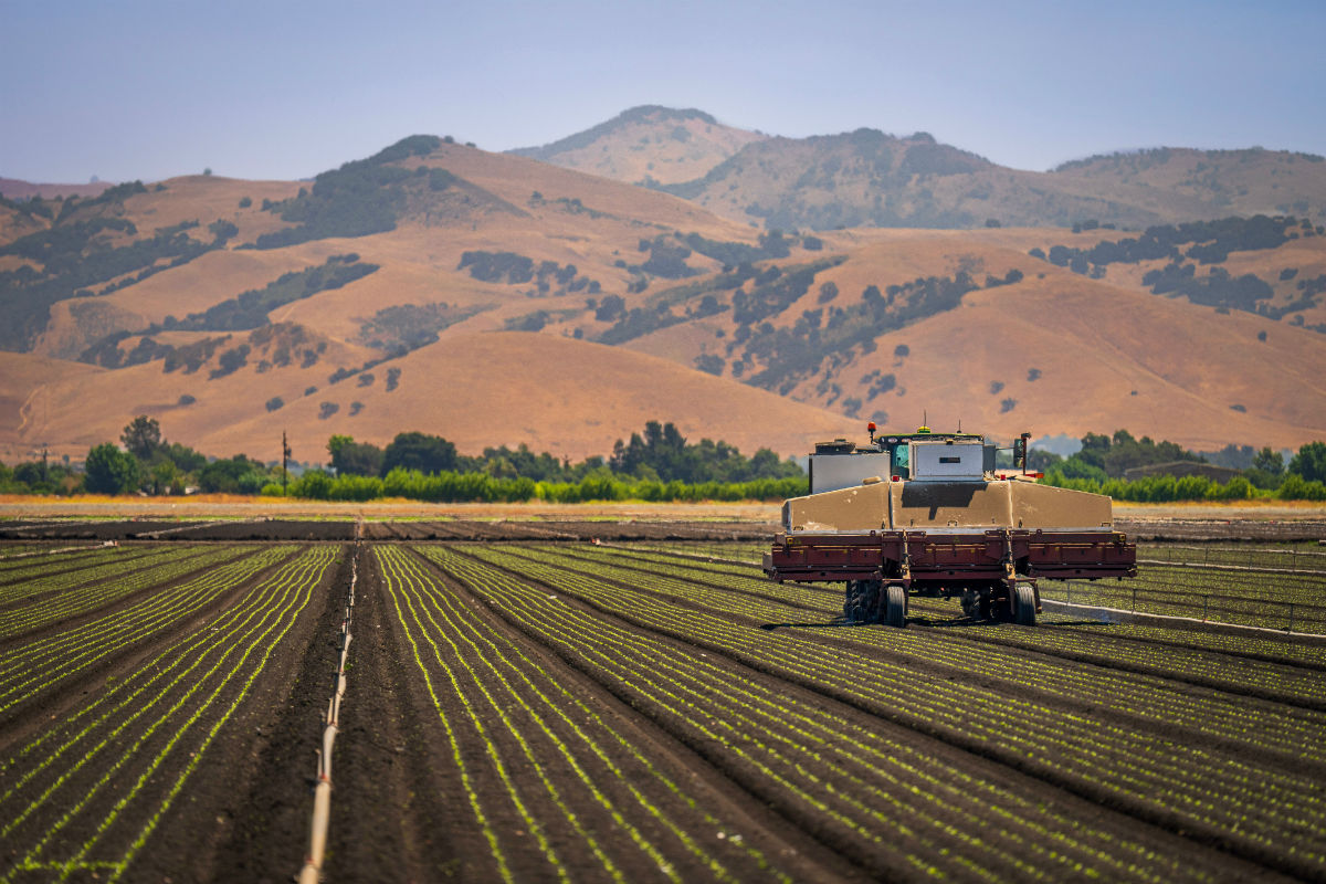 Agricultural field at golden hour