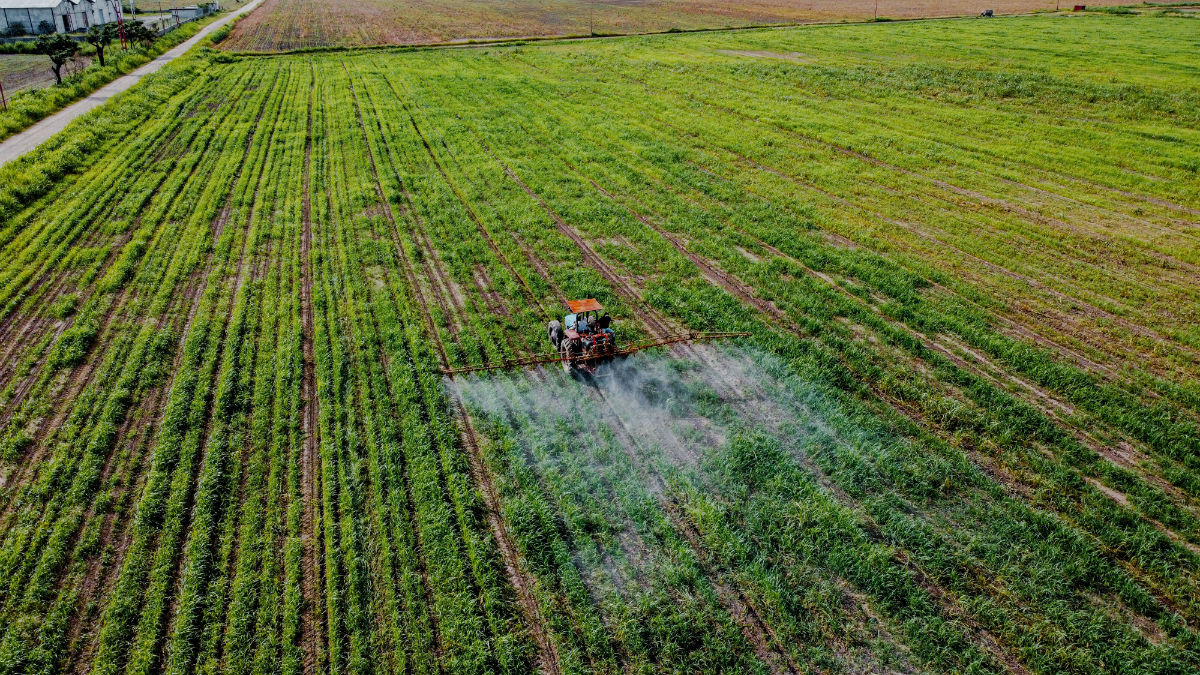 Agricultural products in field